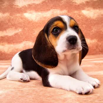 纯种比格犬活体幼犬宠物狗狗米格鲁宠物狗狗纯种大耳朵活体巴吉度犬幼犬米格鲁犬猎兔犬比格猎犬公母比格犬公 图片价格品牌报价 京东