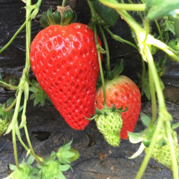 10棵裝四季草莓苗 攀援草莓樹爬藤草莓苗果樹苗 庭院植物陽臺盆栽水果