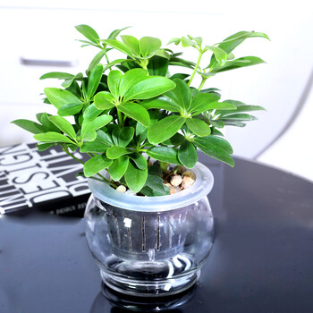 玻璃瓶四季水培植物盆栽套装栀子花发财树绿萝文竹办公室小桌面花卉绿植八方来财 图片价格品牌报价 京东