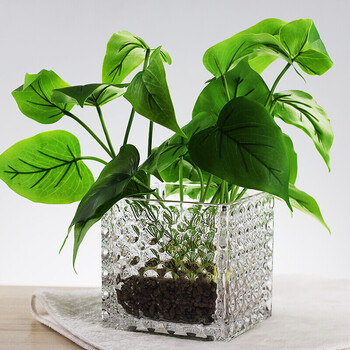 花瓶玻璃透明绿萝水培植物养花玻璃瓶水晶方形器皿风信子水培花盆 15x