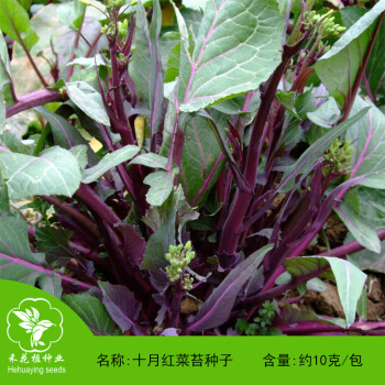 红菜苔种子 蔬菜种子 十月红菜苔种子 红菜薹种子 紫菜苔菜种籽产量高播种60天可采收10克/包