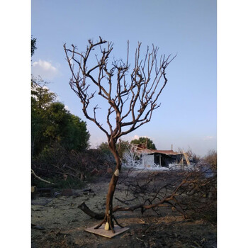 干树枝干枝树干白色许愿摆件枯树节日天然造型树仿真树枝装饰摆件 带