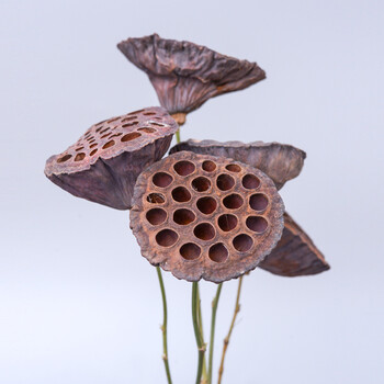 shuxin莲蓬 禅意花日式插花干花装饰品摆件酒柜创意电视柜宿舍客厅