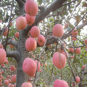 御春阁苹果树苗盆栽地栽当年结果南方北方种植苹果苗嫁接四季红富士苗 红心苹果 4年苗