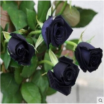 玫瑰花盆栽玖瑰花颜色玫瑰花苗盆栽花卉绿植物月季花苗蔷薇花月季黑色黑玫瑰6棵 粉 图片价格品牌报价 京东 玫瑰花盆栽玖瑰花颜色玫瑰花苗盆栽花卉绿植物月季花苗蔷薇花月季黑色黑玫瑰6棵 粉 图片价格品牌报价 京东