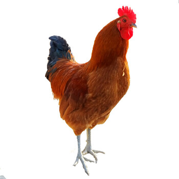 归隐 散养大公鸡 净重1500g/只 苏北草鸡土鸡_ 2折现价138元
