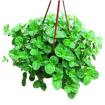 青叶吊兰  常青藤 室内阳台垂吊绿植盆栽吊兰水培植物绿植 吸毒草一盆