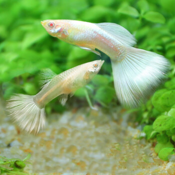 孔雀鱼活体小型淡水鱼凤尾鱼练手鱼观赏鱼小鱼 黄礼服白子孔雀鱼x1对