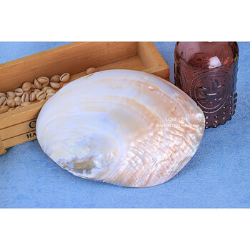 珍珠母贝珍珠蛤河蚌海螺大贝壳教学标本家居摆件装饰餐盘婚庆