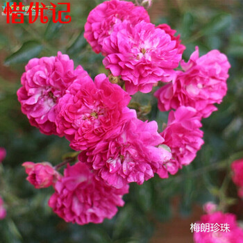 欧月蔷薇花苗盆栽花卉植物阳台庭院藤本月季花爬藤月季四季开花梅朗珍珠蔷薇大苗 图片价格品牌报价 京东