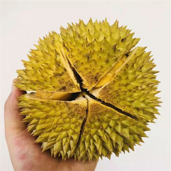 泰国巴掌榴莲 新鲜迷你小榴莲 皮薄肉厚 800g 坏果包赔 2个