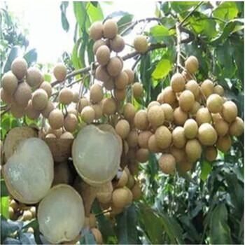 龙眼桂圆苗嫁接果苗水果树苗南方北方都可种植