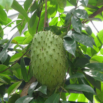 释迦果苗刺果番荔枝果树苗巴西番荔枝苗庭院地栽 五年精品苗