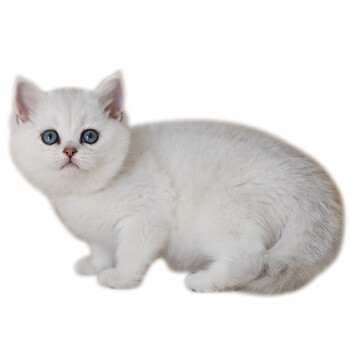 土炮哥宠物|英短银渐层银点猫咪活体 纯种短毛猫 白猫 纯种宠物猫活体