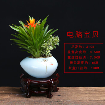 【卧龙扶贫馆】电脑宝贝 凤梨清香木荷花竹植物 家庭办公桌盆栽绿植