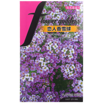 花儿朵朵 恋人香雪球 紫色 花卉种子 家庭阳台/办公室盆栽 80粒/袋