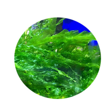 石莼藻海藻活体绿钢丝红绿葡萄藻火焰藻火焰马尾吊类开口藻藻缸 不带