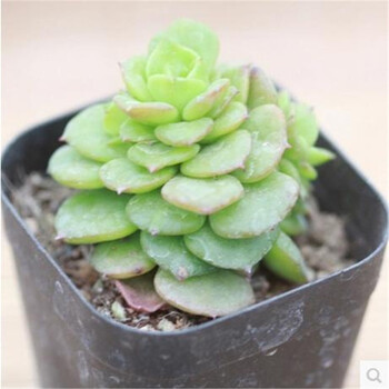多肉植物 营养土多肉植物蜡牡丹 含盆