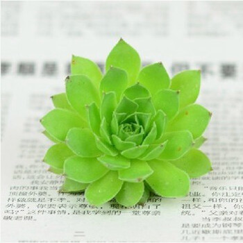 仟草集真便宜多肉一毛多肉多肉植物24款新品区办公室室内萌植物盆栽组合玉露肉肉植物盆栽观音莲单株 图片价格品牌报价 京东