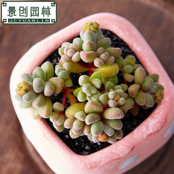 景创梦椿青锁龙多肉植物室内盆栽绿植花卉盆栽防辐射肉肉康兔子群生3 5cm 裸根不带土 图片价格品牌报价 京东