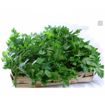 欧芹苗 parsley 法香 意大利欧芹苗 皱叶/卷叶欧芹苗 香草盆栽苗