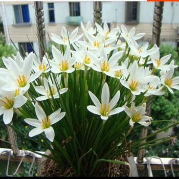 10棵装庭院盆栽观花植物白花葱兰花种根葱兰根葱兰苗葱兰球10棵 图片价格品牌报价 京东