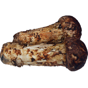 新鲜特级野生松茸菌 四个一斤 云南香格里拉土特产蘑菇 500克