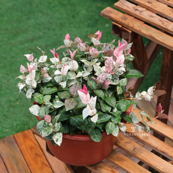 花明柳媚彩叶络石盆栽花苗阳台庭院藤蔓垂吊四季常青吊兰植物花叶络石