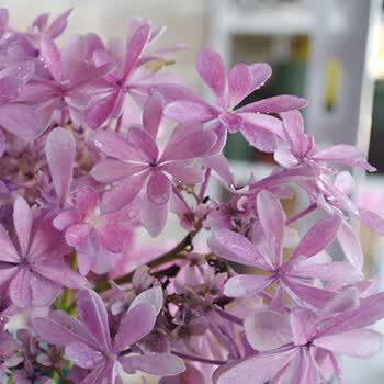 八仙大花绣球四季开花庭院阳台花卉观花植物室内绣球花苗盆栽 歌合士