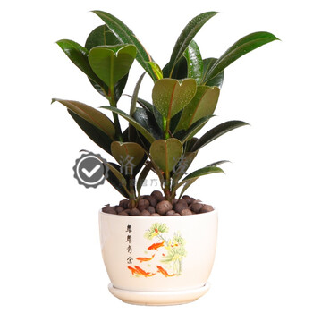 洛凌黑金刚盆栽绿植花卉盆景客厅办公室阳台观赏绿植 黑金刚(种植盆)