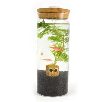 斗鱼瓶小型观赏鱼桌面生态瓶斗鱼缸迷你小型造景生态瓶带七彩灯 高瓶