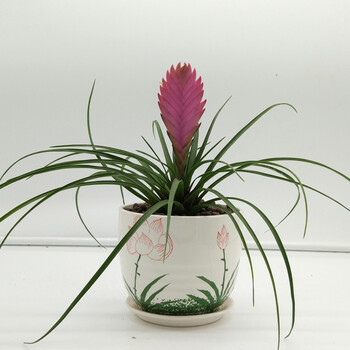 铁兰花 紫花凤梨 稀有品种 室内小盆栽花卉 进化空气 观花绿植物 莲花