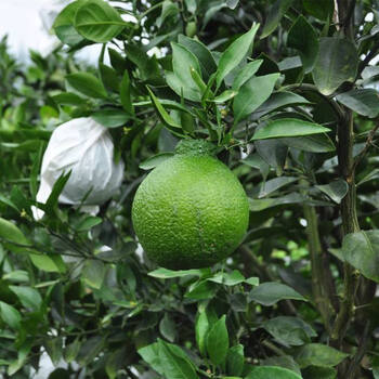 四川丑橘苗 丑八怪丑橘树苗 不知火橘子树苗 甘平苗丑柑苗 桔子树 2年