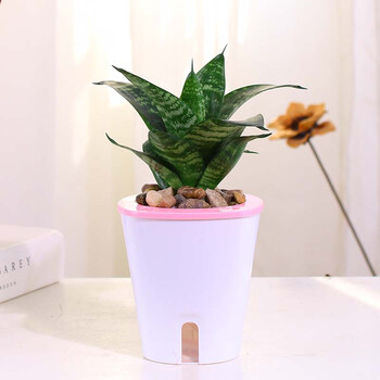 瓷韵艺家 大盆金边虎尾兰植物室内客厅盆栽白玉虎皮兰净化空气绿植