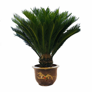 苏铁大型室内盆栽铁树盆景铁树小苗客厅盆栽四季常青绿植庭院办公室