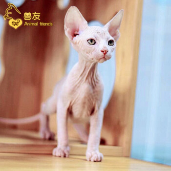 兽友活体猫咪宠物猫无毛猫加拿大斯芬克斯猫宠物猫咪宠物aa级公 图片价格品牌报价 京东