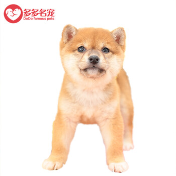 多多名宠柴犬柴犬幼犬柴犬活体日本柴犬豆柴宠物狗宠物活体黄色母 高品质级 图片价格品牌报价 京东
