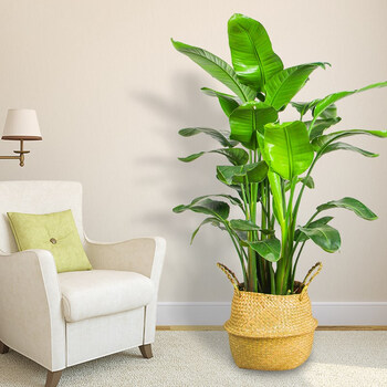 天堂鸟盆栽 鹤望兰盆景办公室绿植花常绿花卉 高80-90cm含胶盆 含盆