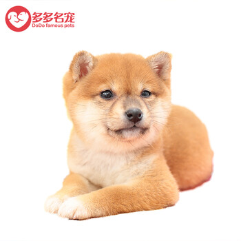 柴犬柴犬幼犬柴犬活体日本柴犬豆柴宠物狗宠物活体黄褐色公 血统级 图片价格品牌报价 京东