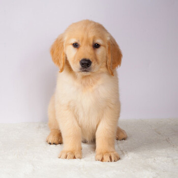 惟愿纯种金毛幼犬活体狗狗 温顺型大型犬金毛犬活体狗狗幼犬 巡回猎犬
