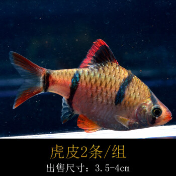 虎皮魚觀賞魚活體熱帶魚草缸群游魚寵物魚水族活體魚包損淡水燈魚