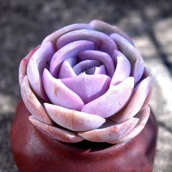 【小鲜肉】肉肉 多肉植物一元多肉多款可选 红宝石火祭姬玉露桃蛋肉肉