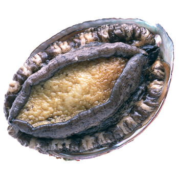 【活鲜】 澳大利亚进口鲜活黑边鲍 500g 1只 盒装