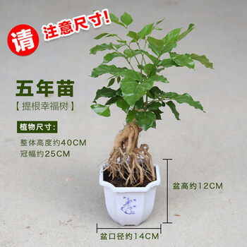 提根绿宝盆栽室内桌面植物盆景奇趣老桩熟桩四季常青吸甲醛幸福树提根绿宝幸福树 五年苗 带盆栽好 图片价格品牌报价 京东