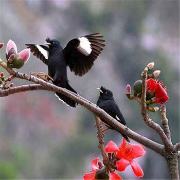 宠物鸟八哥幼鸟说话鸟八哥活体喜鹊活体头窝八哥手养观赏鸟 花八幼鸟2