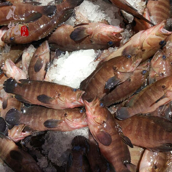 湛江小石斑天然野生石斑鱼小黑斑新鲜鲜活水产海鲜黑狗斑冰鲜鲙鱼500g