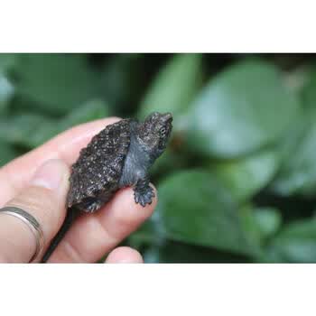 大小鳄杂活体鳄龟乌龟水龟观赏龟北美小鳄大鳄刺鳄龟自选 2