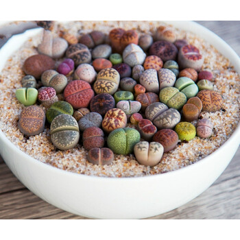 多肉植物组合盆栽多肉生石花 丽虹玉(1cm左右一年半) 裸根不带土