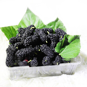 新鲜水果桑葚6盒装当季水果2斤现摘现发桑葚水果顺丰