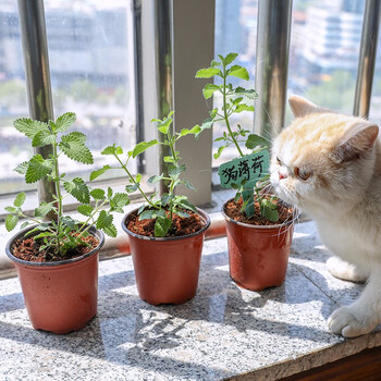 寿禾猫薄荷幼苗秧苗种子小荆芥盆栽猫薄荷草叶子家庭春季种植逗猫神草猫薄荷幼苗3棵 3个小双色盆 图片价格品牌报价 京东